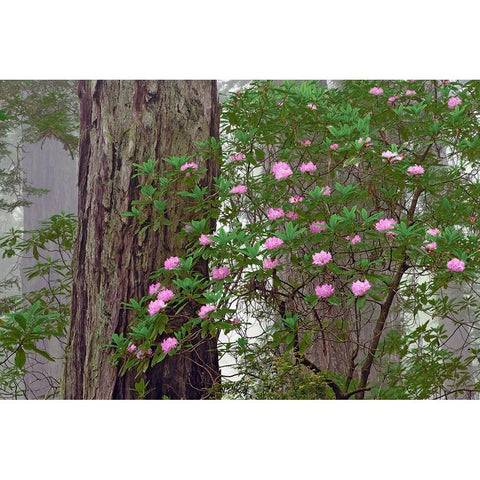 Pacific Rhododendron in foggy redwood forest-Redwood National Park Black Modern Wood Framed Art Print with Double Matting by Jones, Adam