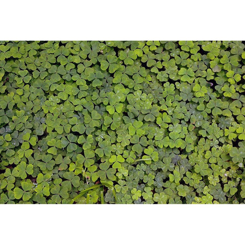 Pattern in wood Sorrel Redwood National Park-California Black Modern Wood Framed Art Print by Jones, Adam