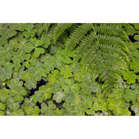 Pattern in wood Sorrel Redwood National Park-California Black Modern Wood Framed Art Print by Jones, Adam