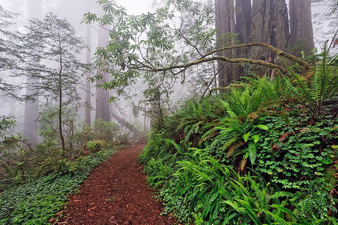 Footpath in foggy redwood forest beneath Pacific Rhododendron-Redwood National Park White Modern Wood Framed Art Print with Double Matting by Jones, Adam