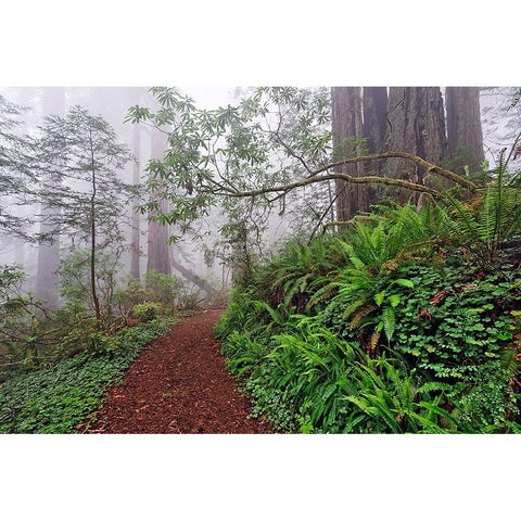 Footpath in foggy redwood forest beneath Pacific Rhododendron-Redwood National Park White Modern Wood Framed Art Print by Jones, Adam