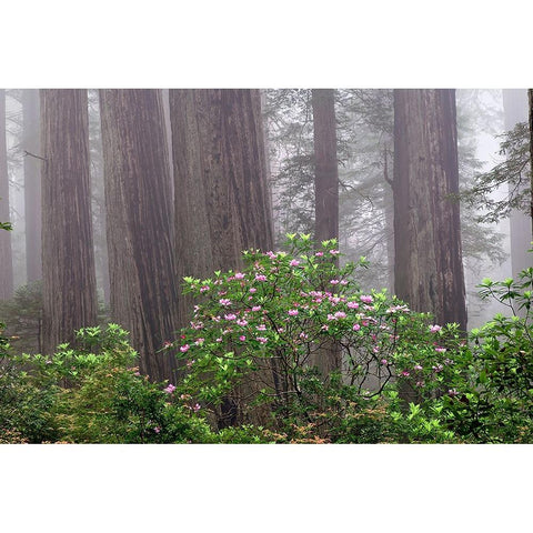 Pacific Rhododendron in foggy redwood forest-Redwood National Park, Black Modern Wood Framed Art Print by Jones, Adam