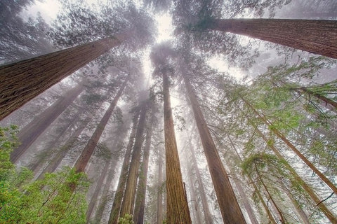 Fisheye view skyward in redwood forest-Redwood National Park-Tree-Redwood Black Ornate Wood Framed Art Print with Double Matting by Jones, Adam