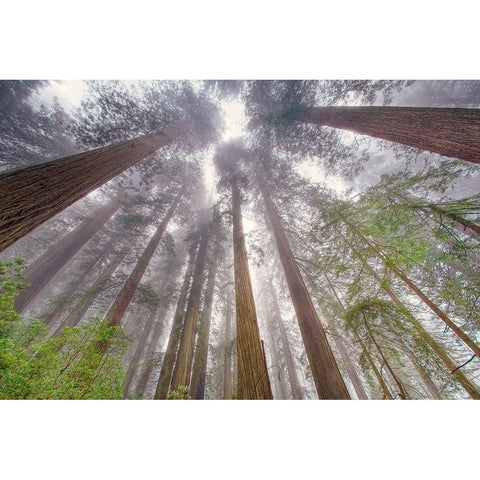 Fisheye view skyward in redwood forest-Redwood National Park-Tree-Redwood Black Modern Wood Framed Art Print by Jones, Adam