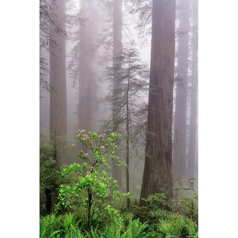 Pacific Rhododendron in foggy redwood forest-Redwood National Park, Black Modern Wood Framed Art Print by Jones, Adam