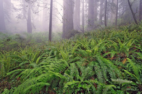 Fisheye view skyward in redwood forest-Redwood National Park-Tree-Redwood White Modern Wood Framed Art Print with Double Matting by Jones, Adam