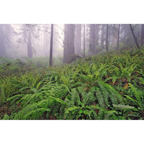 Fisheye view skyward in redwood forest-Redwood National Park-Tree-Redwood Black Modern Wood Framed Art Print by Jones, Adam