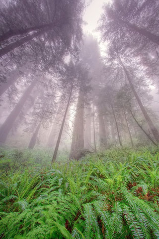 Fisheye view skyward in redwood forest-Redwood National Park-Tree-Redwood White Modern Wood Framed Art Print with Double Matting by Jones, Adam
