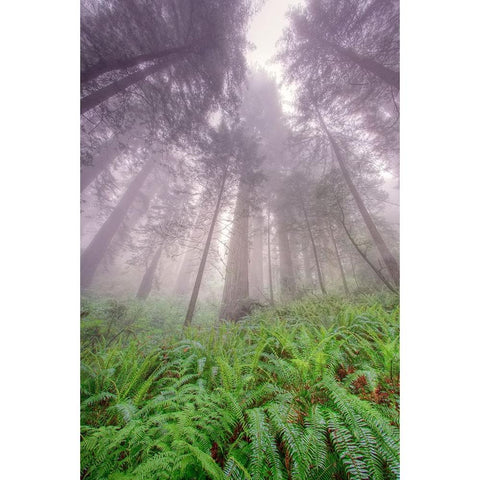 Fisheye view skyward in redwood forest-Redwood National Park-Tree-Redwood Black Modern Wood Framed Art Print by Jones, Adam