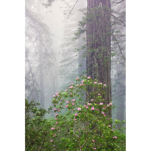 Pacific Rhododendron in foggy redwood forest-Redwood National Park, Black Modern Wood Framed Art Print by Jones, Adam