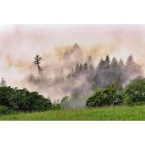 Hillside of evergreen trees among fog-Bald Hills Road-California White Modern Wood Framed Art Print by Jones, Adam