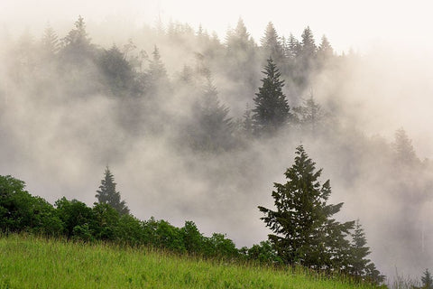 Hillside of evergreen trees among fog-Bald Hills Road-California White Modern Wood Framed Art Print with Double Matting by Jones, Adam