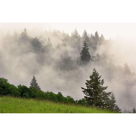 Hillside of evergreen trees among fog-Bald Hills Road-California Gold Ornate Wood Framed Art Print with Double Matting by Jones, Adam