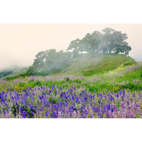 Purple and blue lupine flowers and tree in fog-Bald Hills Road-California Black Modern Wood Framed Art Print with Double Matting by Jones, Adam