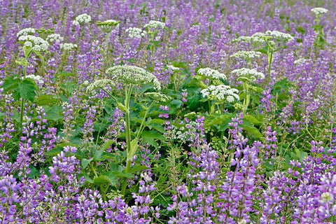 Cow parsnip and purple lupine flowers and tree in fog-Bald Hills Road-California White Modern Wood Framed Art Print with Double Matting by Jones, Adam
