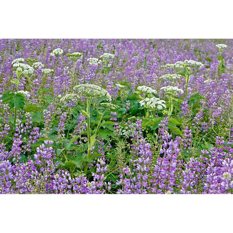 Cow parsnip and purple lupine flowers and tree in fog-Bald Hills Road-California White Modern Wood Framed Art Print by Jones, Adam