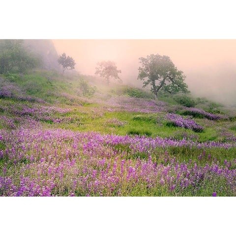 Purple Lupine flowers and tree in foggy sunrise-Bald Hills Road-California Gold Ornate Wood Framed Art Print with Double Matting by Jones, Adam