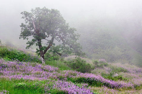 Purple Lupine flowers and tree in fog-Bald Hills Road-California White Modern Wood Framed Art Print with Double Matting by Jones, Adam