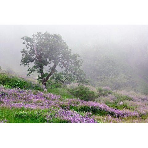 Purple Lupine flowers and tree in fog-Bald Hills Road-California Black Modern Wood Framed Art Print by Jones, Adam