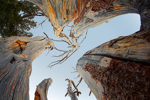 Upward view of twisted pine trees-Tuolumne Meadows-Yosemite National Park-California White Modern Wood Framed Art Print with Double Matting by Jones, Adam