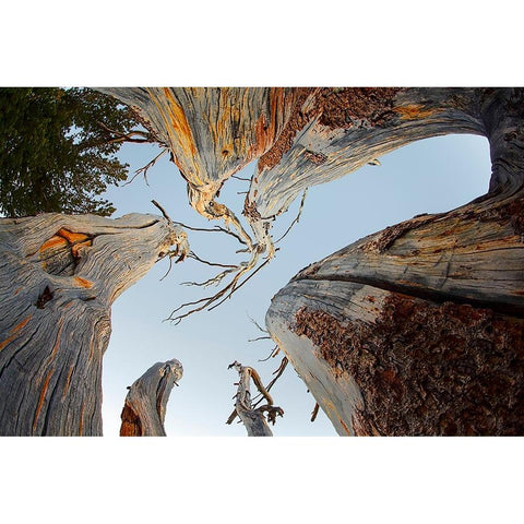 Upward view of twisted pine trees-Tuolumne Meadows-Yosemite National Park-California Black Modern Wood Framed Art Print with Double Matting by Jones, Adam