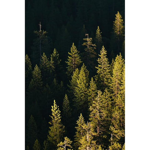 Pine trees at sunset-Yosemite National Park-California Black Modern Wood Framed Art Print with Double Matting by Jones, Adam