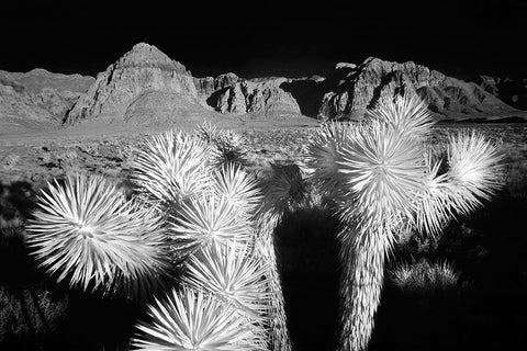 Joshua tree-Mojave Desert-California Black Ornate Wood Framed Art Print with Double Matting by Jones, Adam