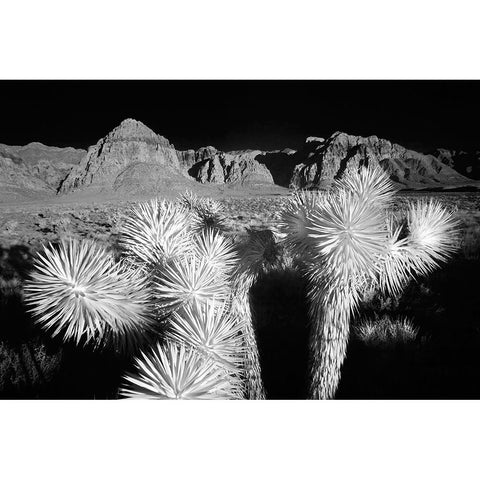 Joshua tree-Mojave Desert-California Black Modern Wood Framed Art Print by Jones, Adam