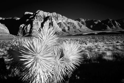 Joshua tree-Mojave Desert-California White Modern Wood Framed Art Print with Double Matting by Jones, Adam