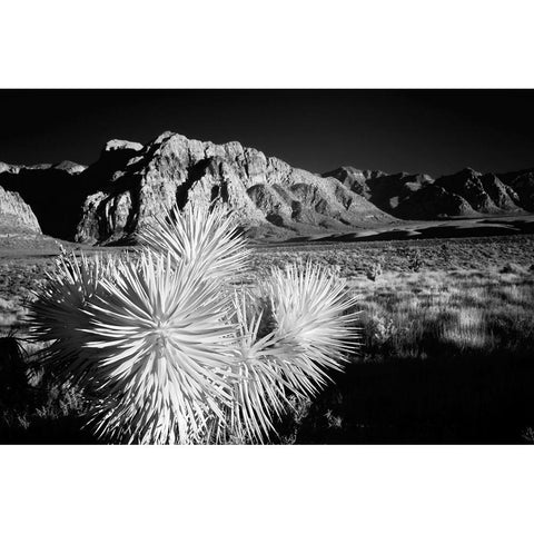 Joshua tree-Mojave Desert-California Black Modern Wood Framed Art Print by Jones, Adam