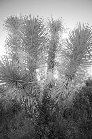 Joshua tree-Mojave Desert-California White Modern Wood Framed Art Print with Double Matting by Jones, Adam