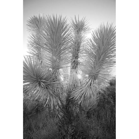Joshua tree-Mojave Desert-California Black Modern Wood Framed Art Print by Jones, Adam