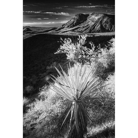 Yucca plant and desert landscape-Mojave Desert-California White Modern Wood Framed Art Print by Jones, Adam