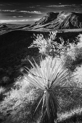Yucca plant and desert landscape-Mojave Desert-California Black Ornate Wood Framed Art Print with Double Matting by Jones, Adam