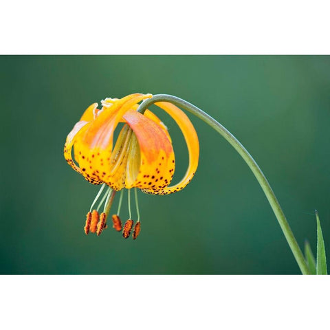 Sierra Tiger Lily-Yosemite National Park-California Black Modern Wood Framed Art Print with Double Matting by Jones, Adam
