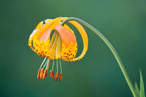 Sierra Tiger Lily-Yosemite National Park-California Black Ornate Wood Framed Art Print with Double Matting by Jones, Adam