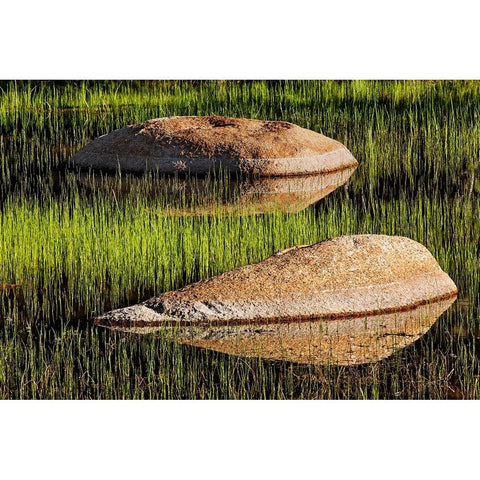 Rocks and grass at first light-Tuolumne Meadows-Yosemite National Park-California White Modern Wood Framed Art Print by Jones, Adam