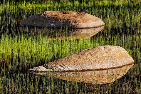 Rocks and grass at first light-Tuolumne Meadows-Yosemite National Park-California Black Ornate Wood Framed Art Print with Double Matting by Jones, Adam