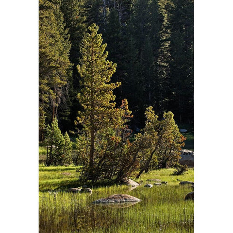 Rocks and grass at first light-Tuolumne Meadows-Yosemite National Park-California Gold Ornate Wood Framed Art Print with Double Matting by Jones, Adam