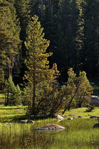 Rocks and grass at first light-Tuolumne Meadows-Yosemite National Park-California Black Ornate Wood Framed Art Print with Double Matting by Jones, Adam