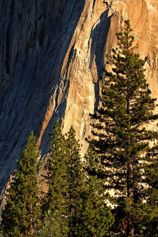 Pines at base of El Capitan-Yosemite National Park-California White Modern Wood Framed Art Print with Double Matting by Jones, Adam