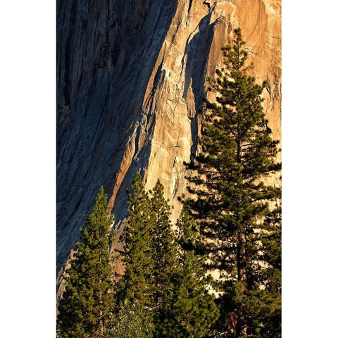 Pines at base of El Capitan-Yosemite National Park-California White Modern Wood Framed Art Print by Jones, Adam