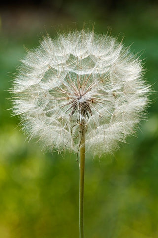 Purple Salsify seed head-Yosemite National Park-California White Modern Wood Framed Art Print with Double Matting by Jones, Adam