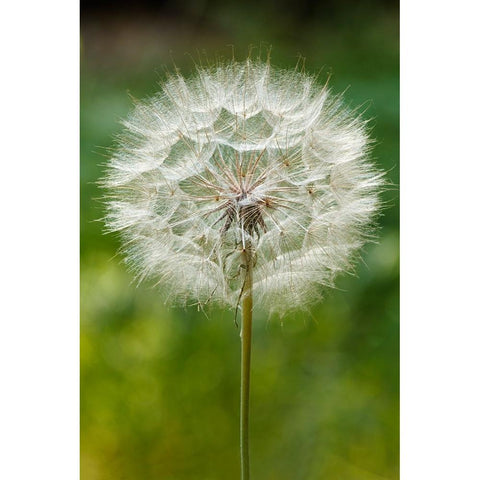 Purple Salsify seed head-Yosemite National Park-California Black Modern Wood Framed Art Print by Jones, Adam