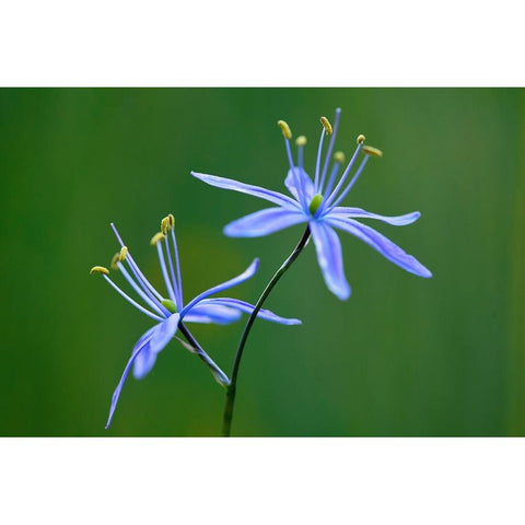 Indian Camas-Tuolumne Meadows-Yosemite National Park-California Black Modern Wood Framed Art Print by Jones, Adam