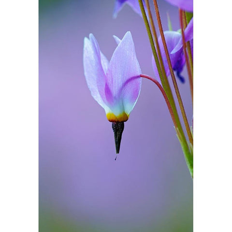 Meadow of Jeffreys Shooting star flowers-Tuolumne Meadows-Yosemite National Park-California Black Modern Wood Framed Art Print by Jones, Adam