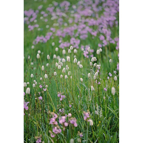 Bistort flowers Tuolumne Meadows-Yosemite National Park-California Black Modern Wood Framed Art Print with Double Matting by Jones, Adam