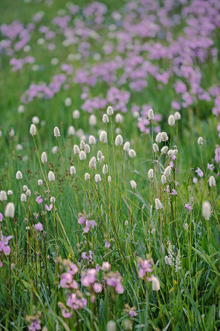 Bistort flowers Tuolumne Meadows-Yosemite National Park-California White Modern Wood Framed Art Print with Double Matting by Jones, Adam