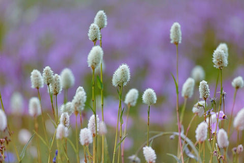 Bistort flowers Tuolumne Meadows-Yosemite National Park-California White Modern Wood Framed Art Print with Double Matting by Jones, Adam