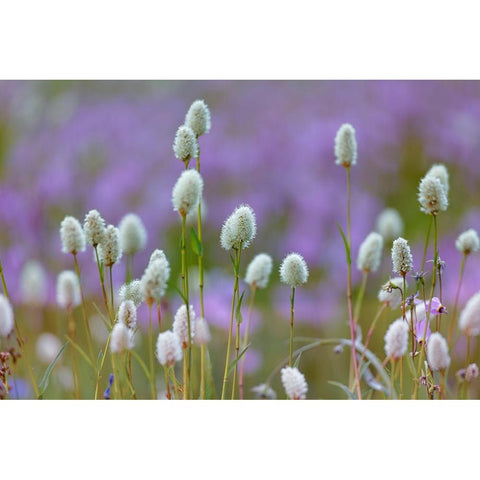 Bistort flowers Tuolumne Meadows-Yosemite National Park-California Black Modern Wood Framed Art Print with Double Matting by Jones, Adam